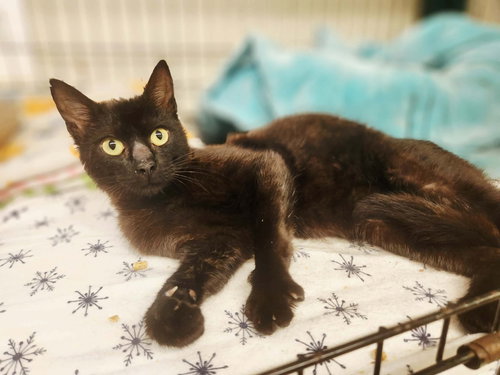 Jellybean, Young Domestic Short Hair (short coat), cat for adoption in Peachtree Corners, Georgia
