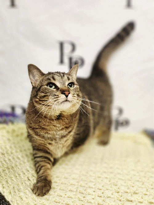 Binky, Adult Domestic Short Hair (short coat), cat for adoption in Peachtree Corners, Georgia