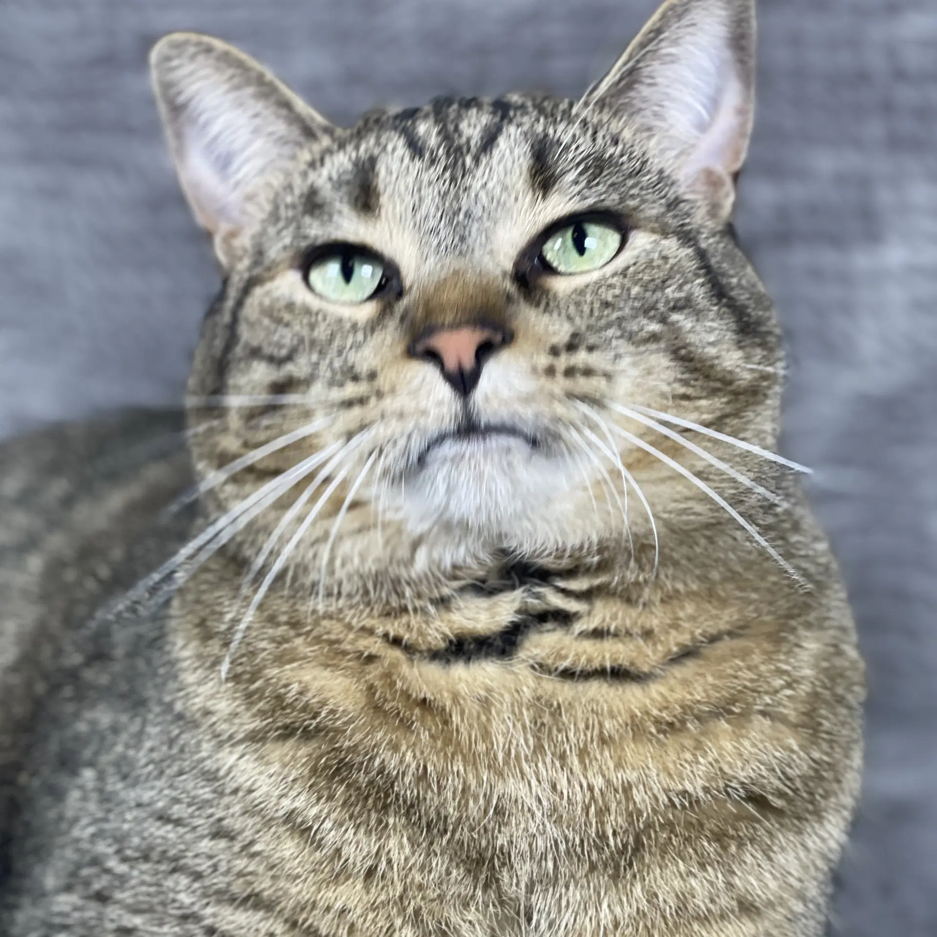 Binky - Andrea Foster - Domestic Short Hair