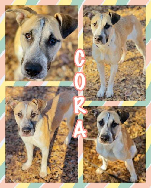 COURTESY POST..Cora, an adoptable Carolina Dog in Social Circle, GA