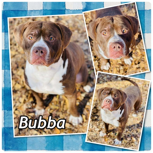 COURTESY POST...Bubba, an adoptable American Bulldog in Social Circle, GA
