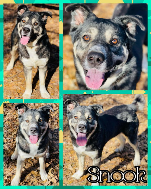 COURTESY POST..Snook, an adoptable Akita in Social Circle, GA