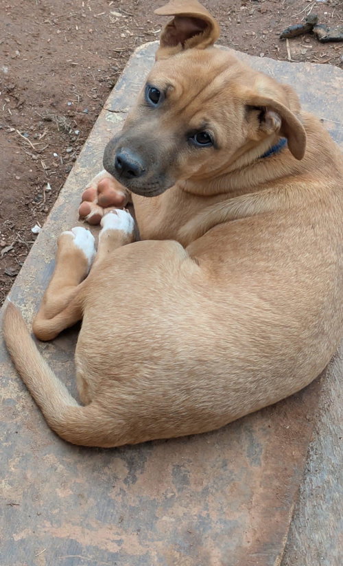 COURTESY POST...Bella, an adoptable Catahoula Leopard Dog in Social Circle, GA