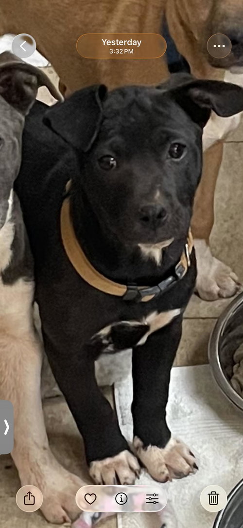 COURTESY POST...Raven, an adoptable Catahoula Leopard Dog in Social Circle, GA
