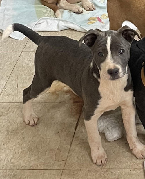 COURTESY POST..Cooper (Coop), an adoptable Catahoula Leopard Dog in Social Circle, GA