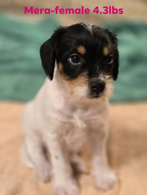 MERA, an adoptable Chihuahua in Social Circle, GA