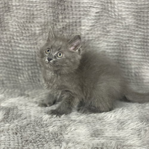 Tyson - Andrea foster, an adoptable Domestic Long Hair in Social Circle, GA