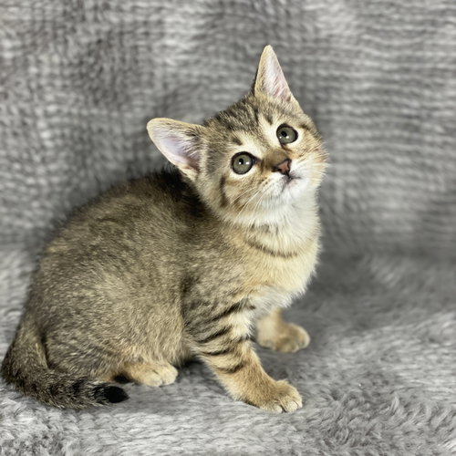 Skid Plate - Andrea foster, an adoptable Domestic Short Hair in Social Circle, GA
