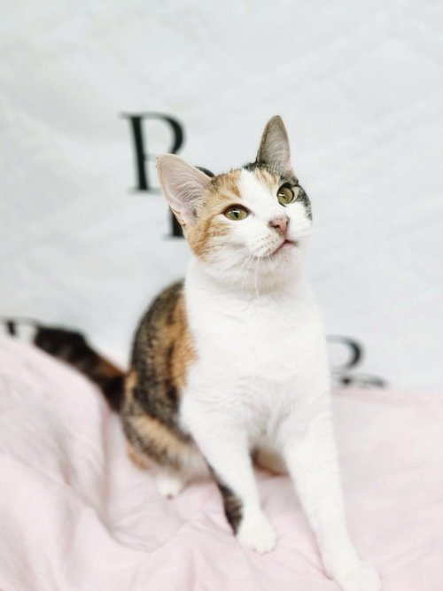 Callie