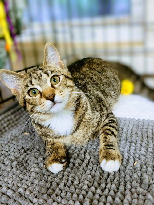 Persephone, Young Domestic Short Hair (short coat), cat for adoption in Smyrna, Georgia