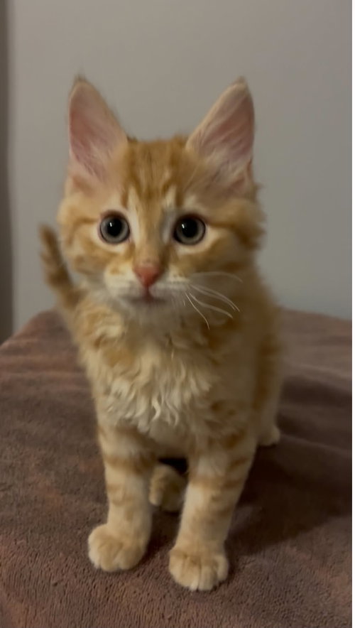 Dewey