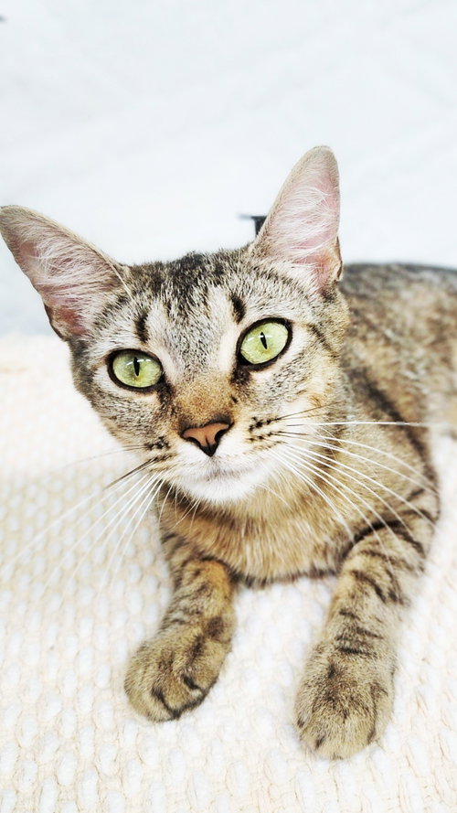 Natalie, Adult Domestic Short Hair (short coat), cat for adoption in Roswell, Georgia