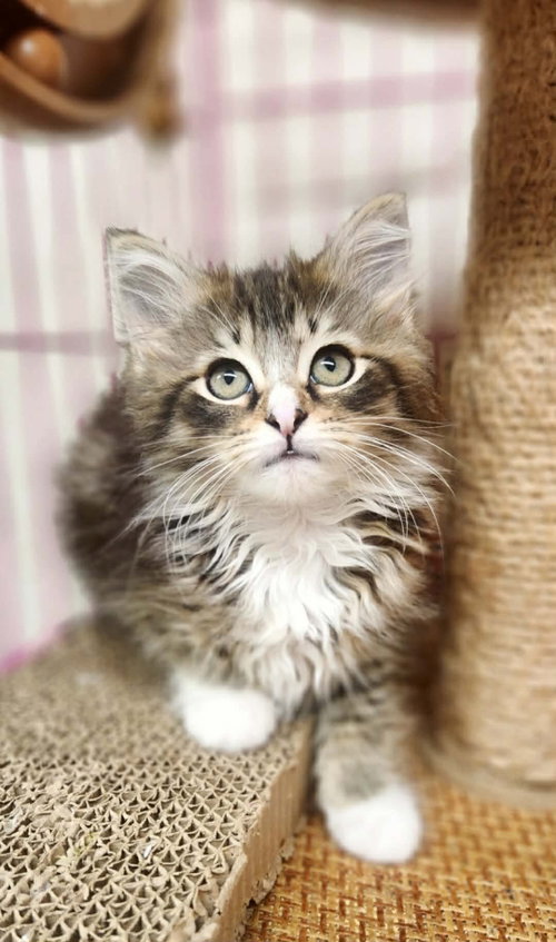 Clawdette
