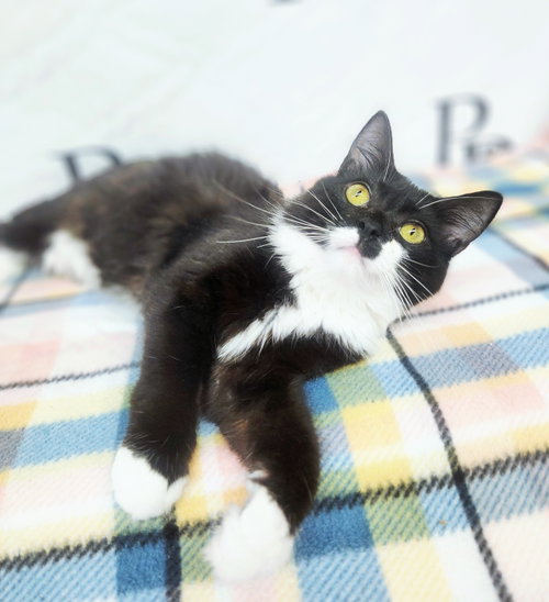 Didget, an adoptable Domestic Long Hair in Social Circle, GA