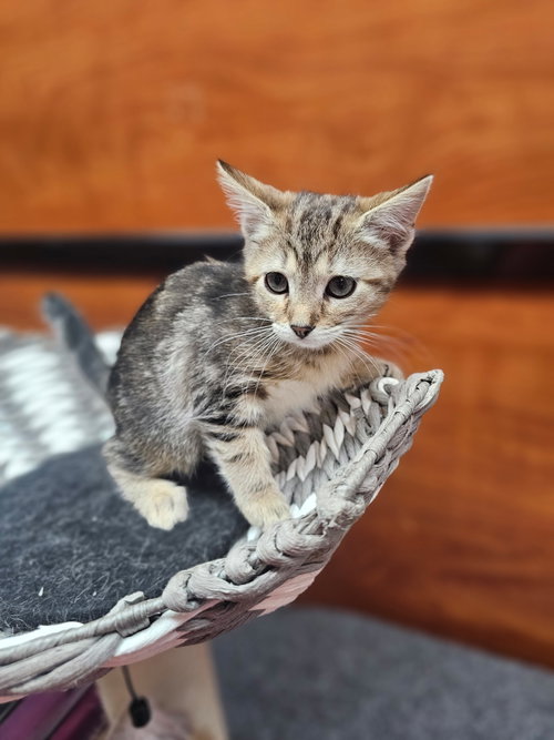 Little Debbie, Baby Domestic Short Hair (short coat), cat for adoption in Sandy Springs, Georgia