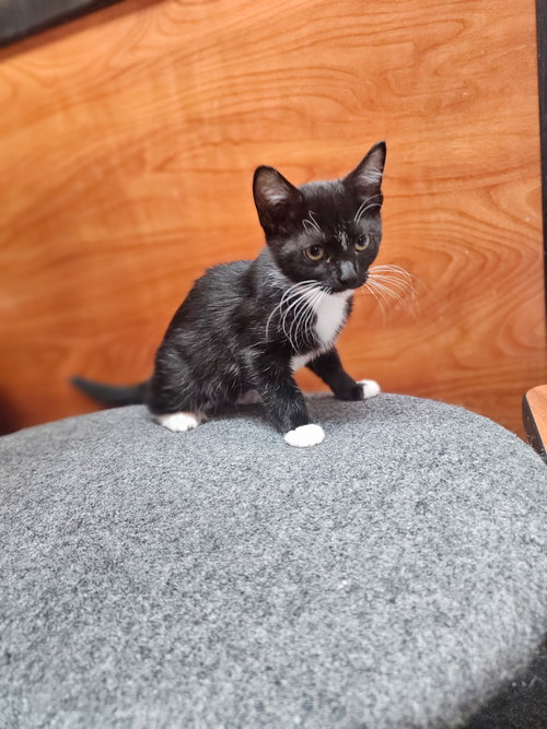 Oreo, Baby Domestic Short Hair (short coat), cat for adoption in Sandy Springs, Georgia