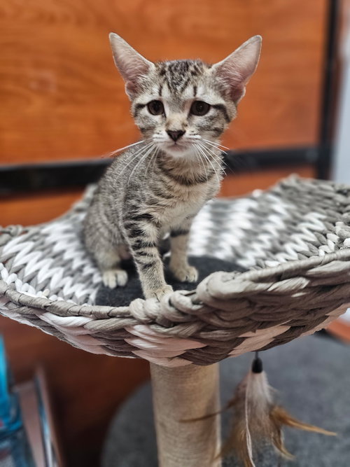 Brownie, Baby Domestic Short Hair (short coat), cat for adoption in Sandy Springs, Georgia