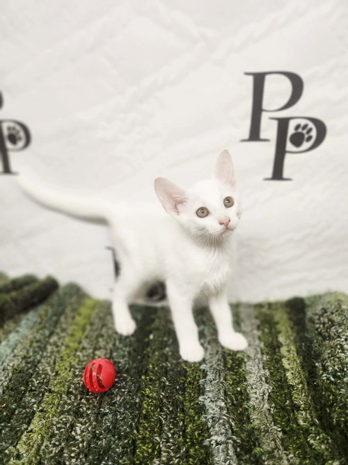 Happy, an adoptable Domestic Short Hair in Social Circle, GA