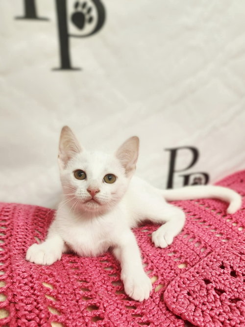 Snow White, an adoptable Domestic Short Hair in Social Circle, GA