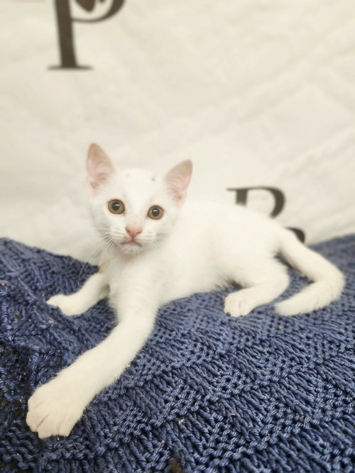Bashful, an adoptable Domestic Short Hair in Social Circle, GA