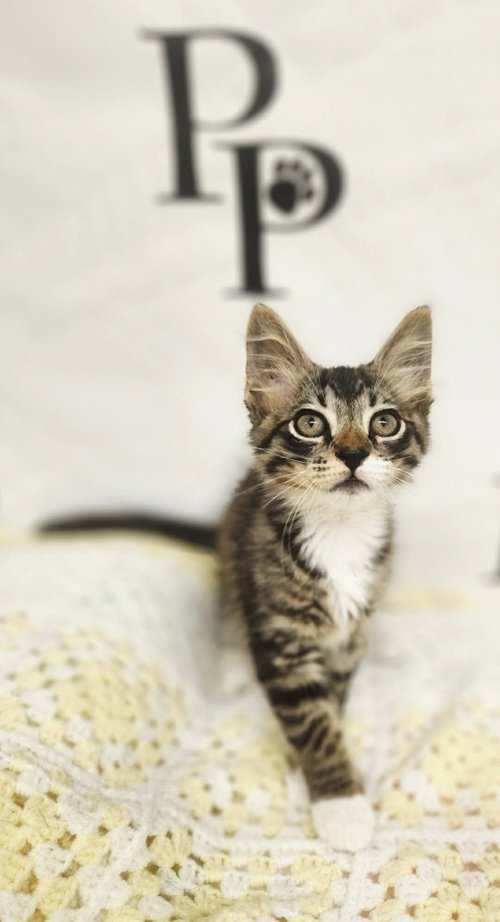 Rock n Roll, an adoptable Domestic Medium Hair in Social Circle, GA
