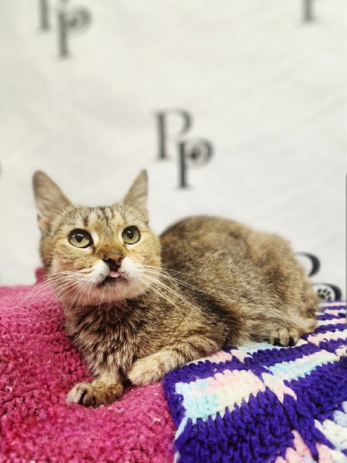 Amber, an adoptable Domestic Short Hair in Social Circle, GA
