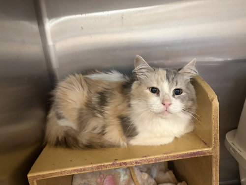 Jesse, an adoptable Domestic Long Hair in Social Circle, GA