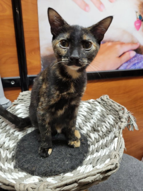 Henrietta, a cat for adoption from Pound Puppies N Kittens, Inc.