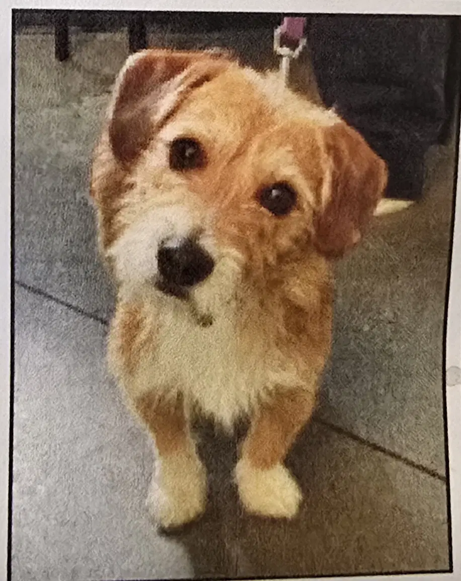 Norbit - Terrier