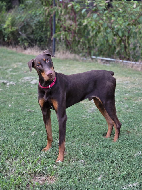 RYKER