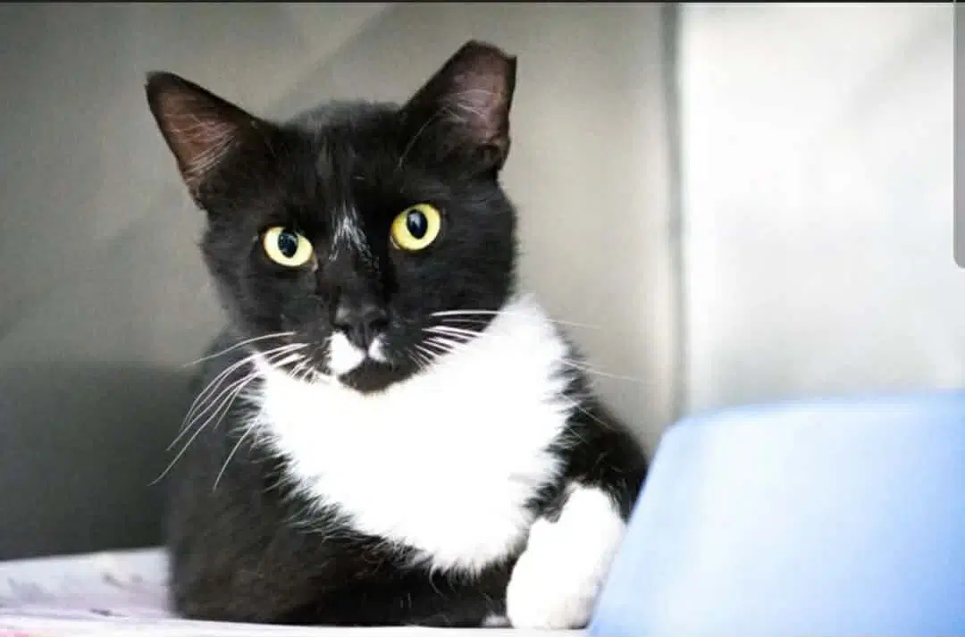 Jafar - Domestic Short Hair