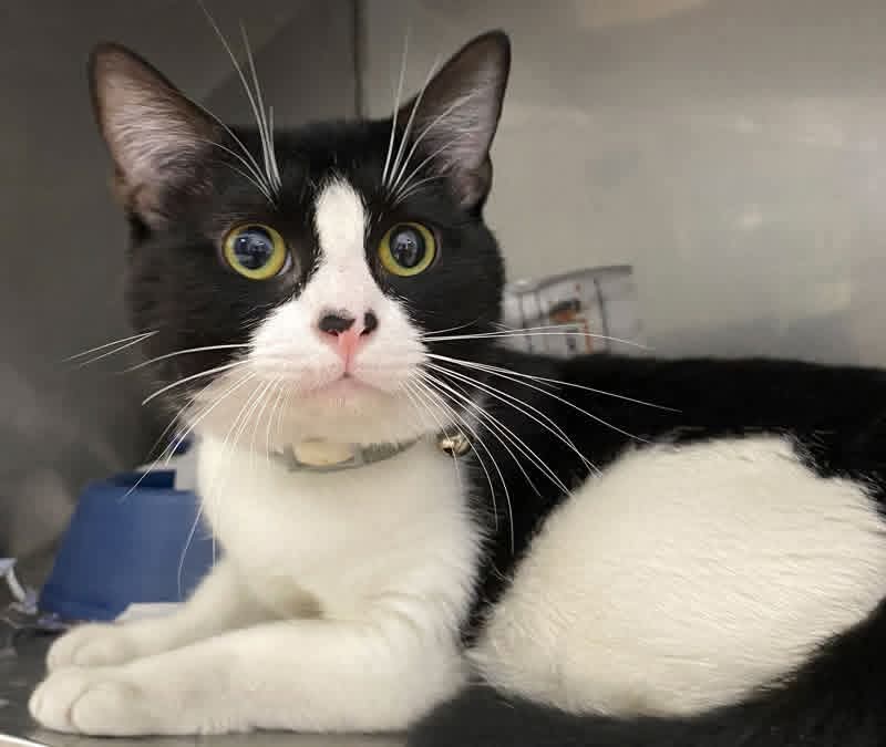 Romeo - Domestic Short Hair