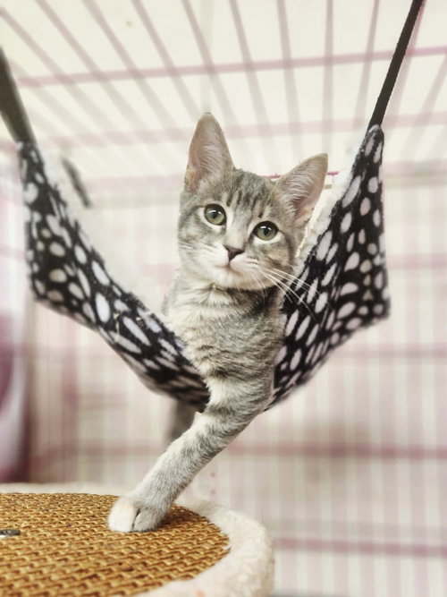 Charlotte, a cat for adoption from Pound Puppies N Kittens, Inc.