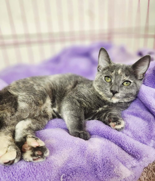 Vanessa, a cat for adoption from Pound Puppies N Kittens, Inc.