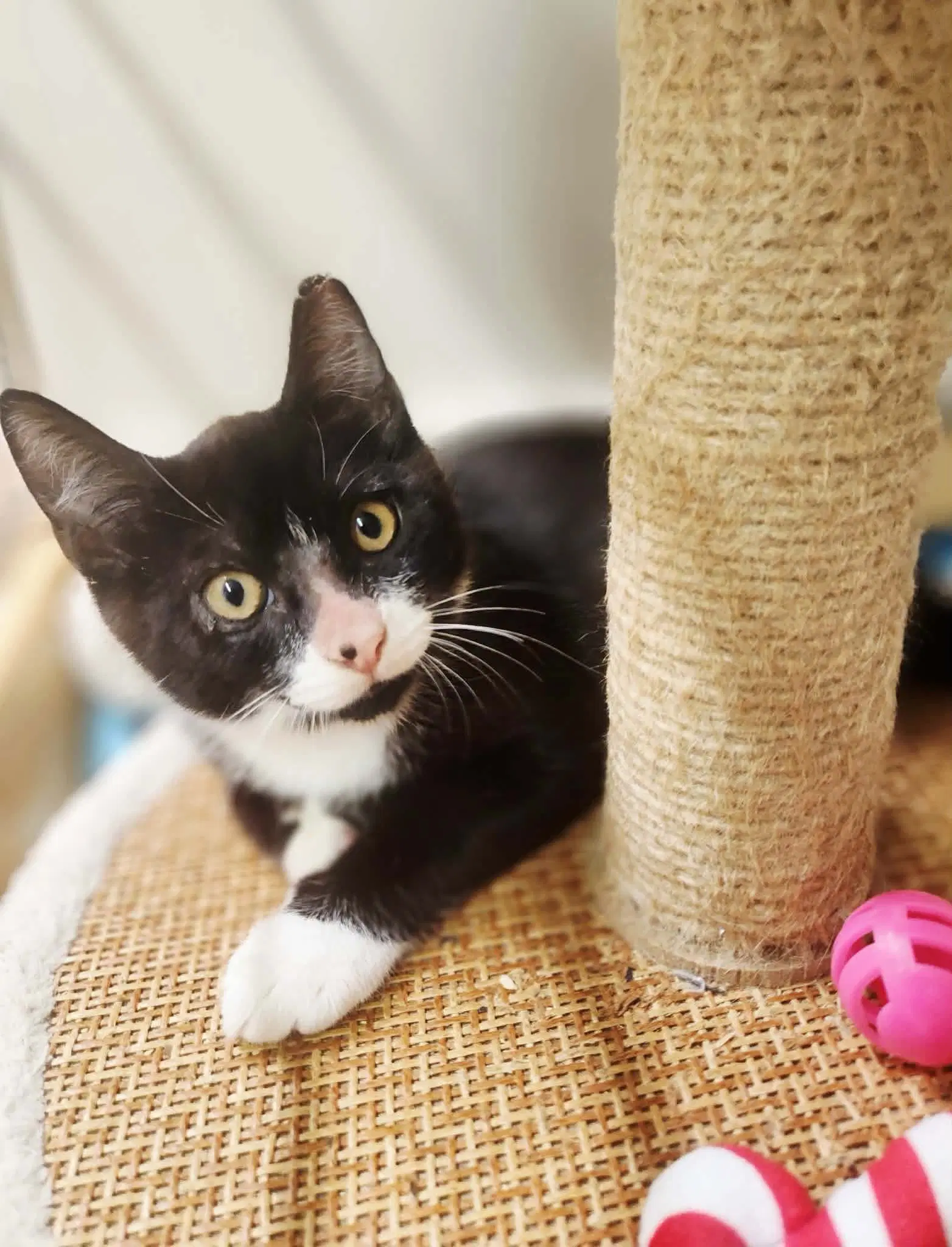 Messi - Domestic Short Hair