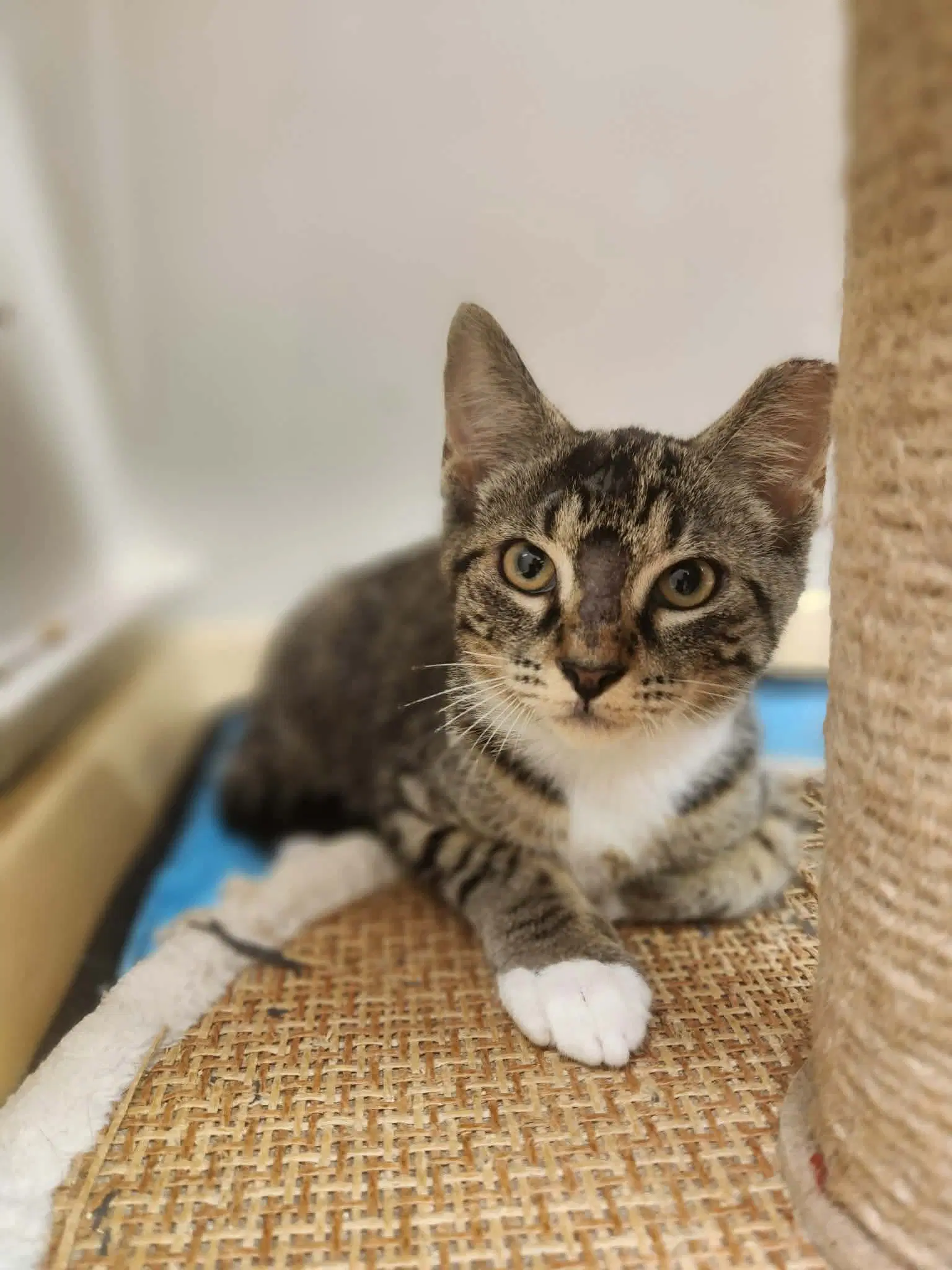Ronaldo - Domestic Short Hair