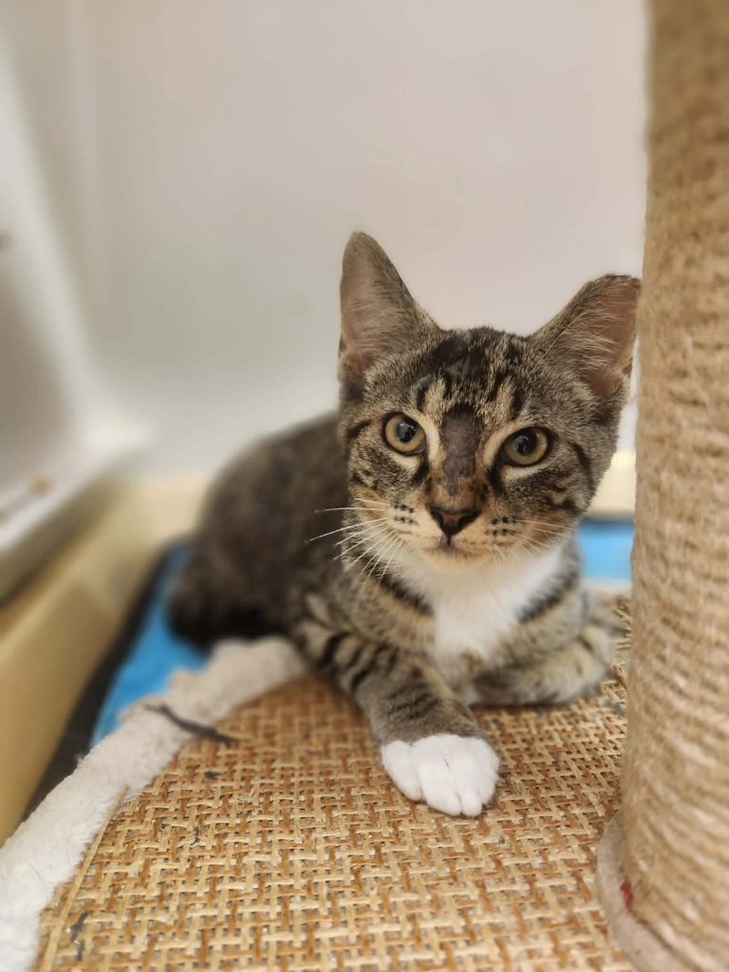 Ronaldo, a male kitten up for adoption