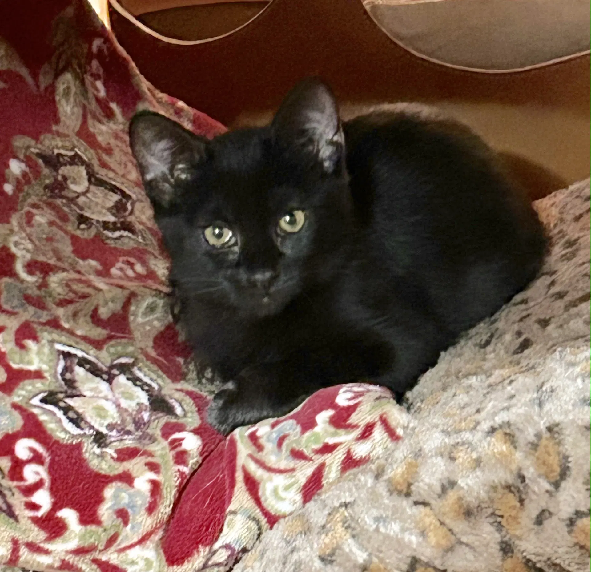 Amara - Domestic Medium Hair