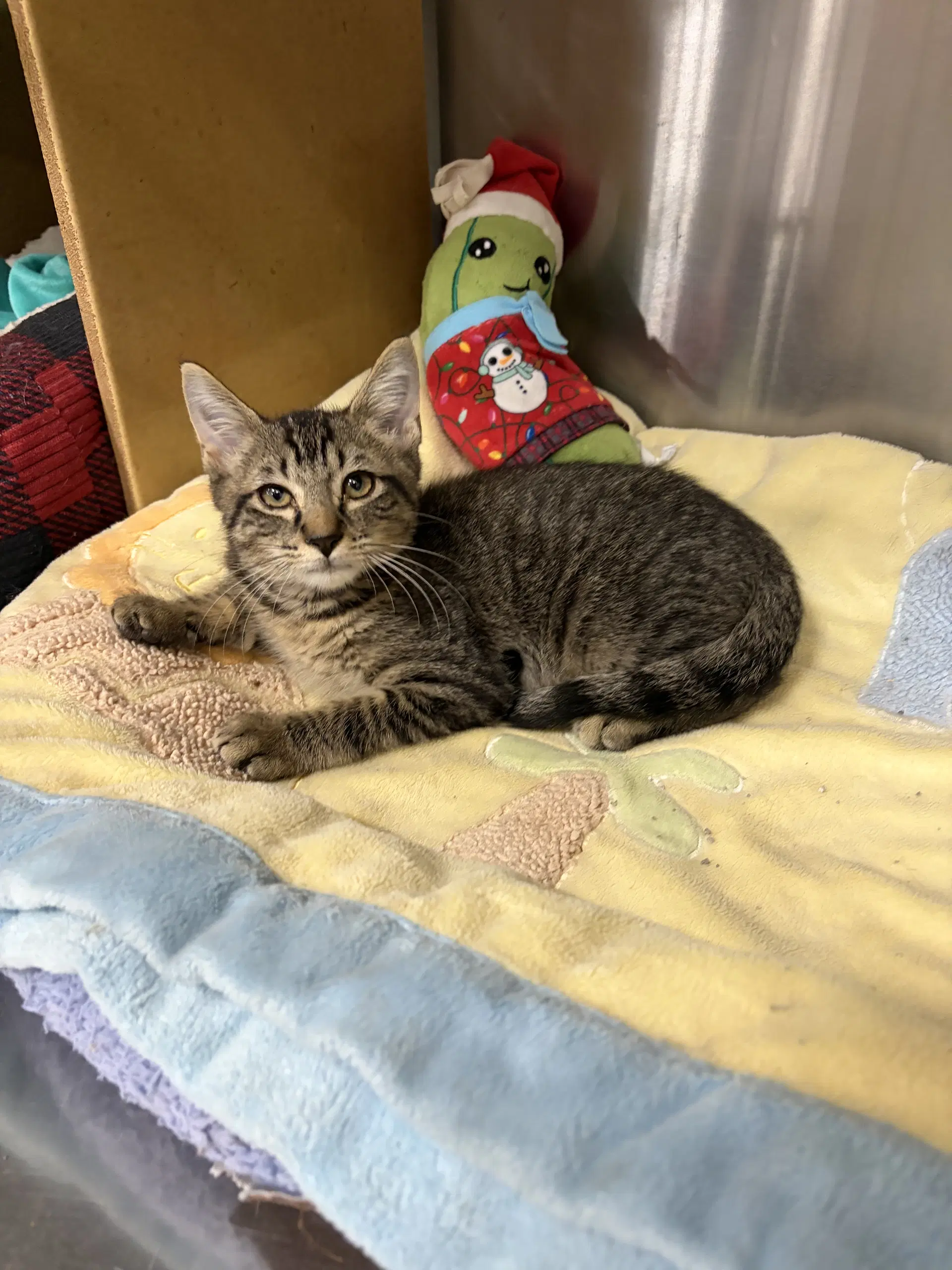 Riley - Domestic Short Hair
