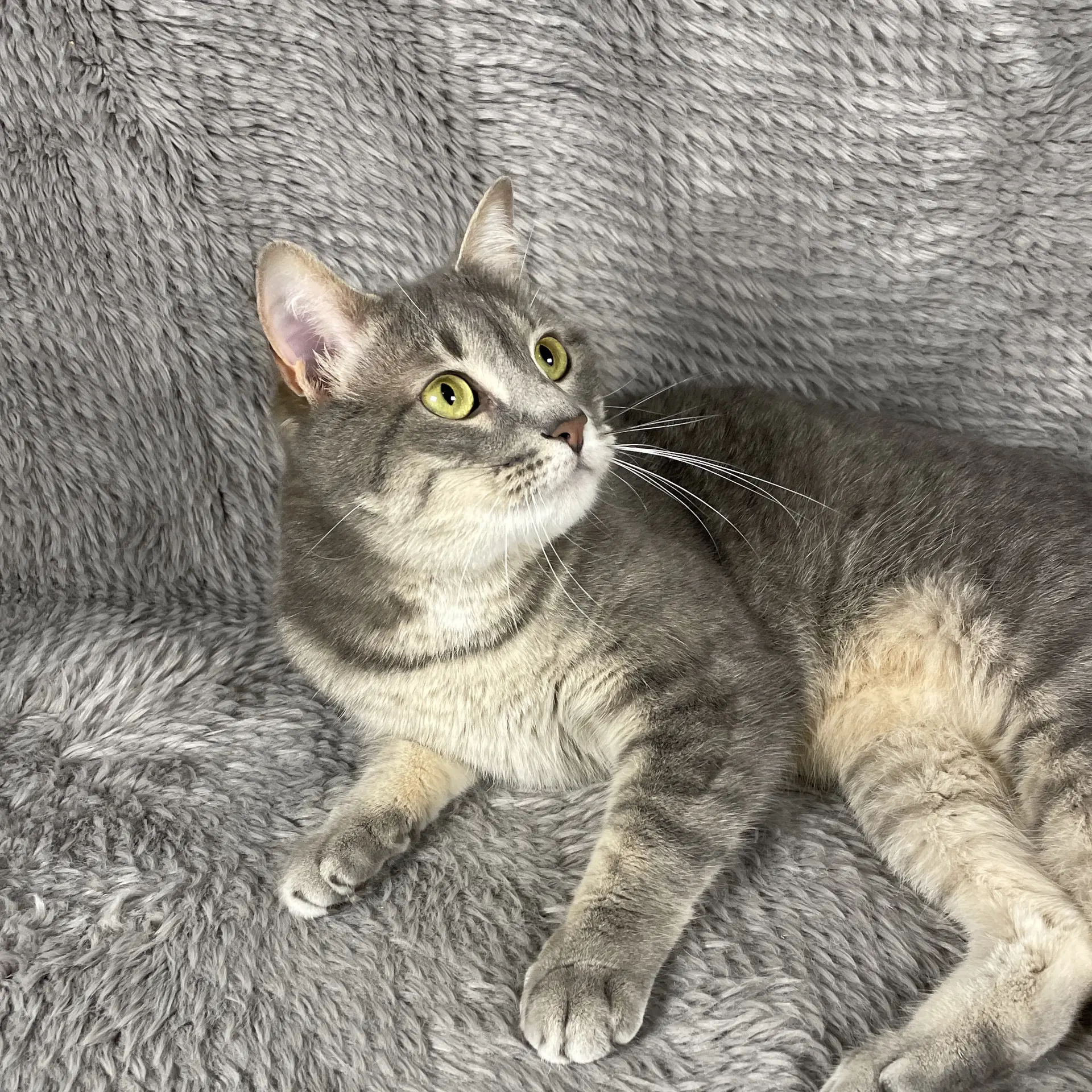Sudoku - Andrea Foster - Domestic Short Hair