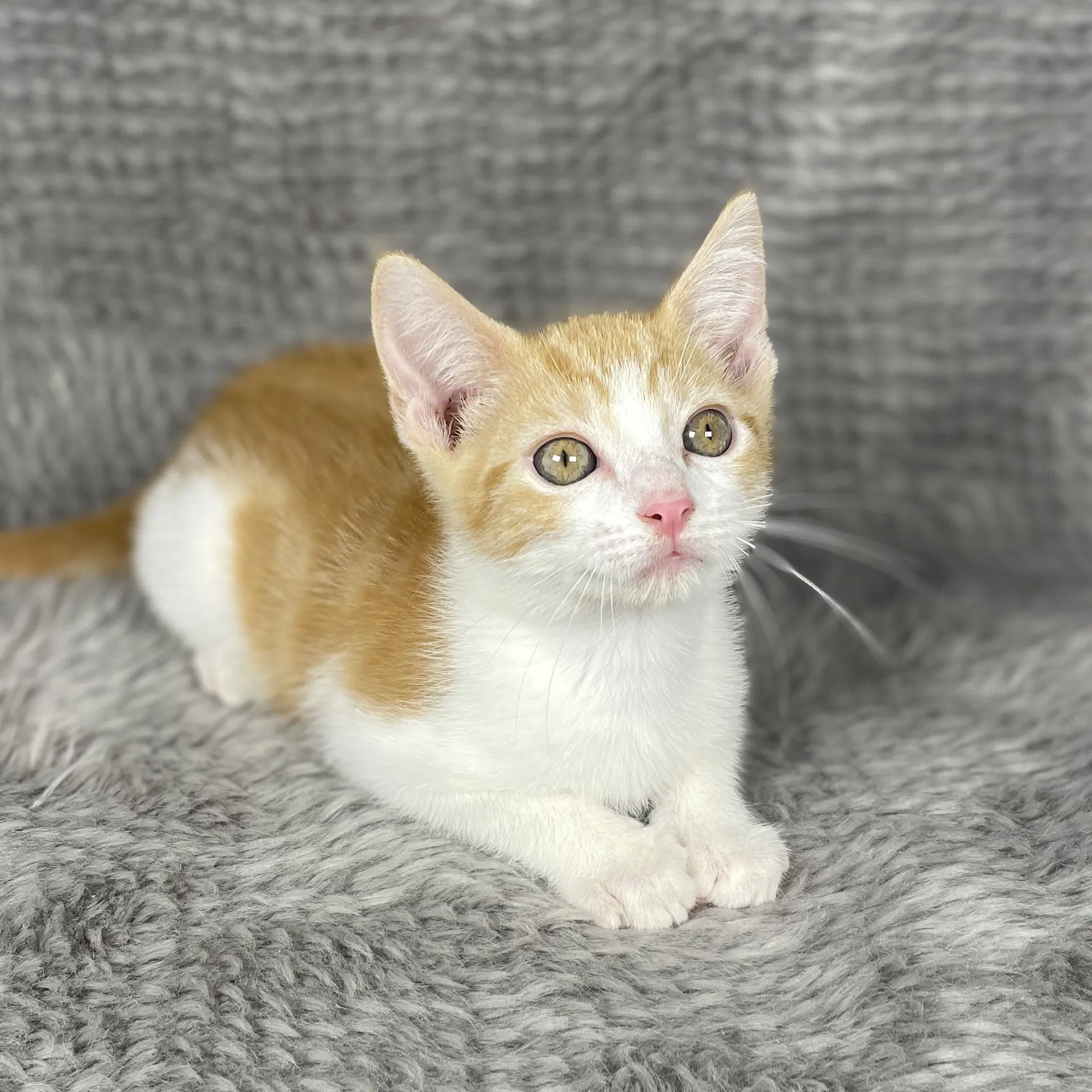 Racing Stripes - Andrea Foster - Domestic Short Hair