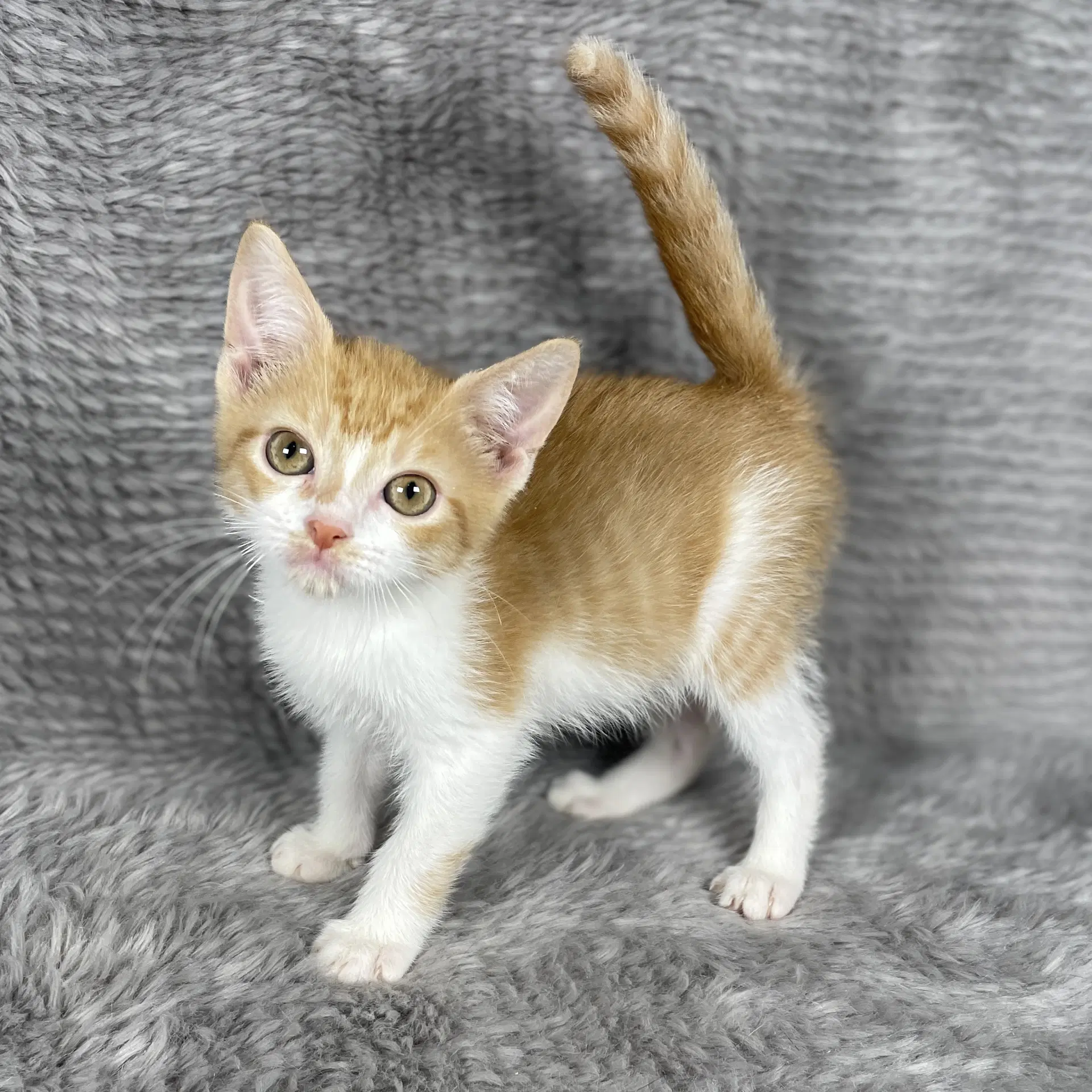 Orange Peel - Andrea Foster - Domestic Short Hair