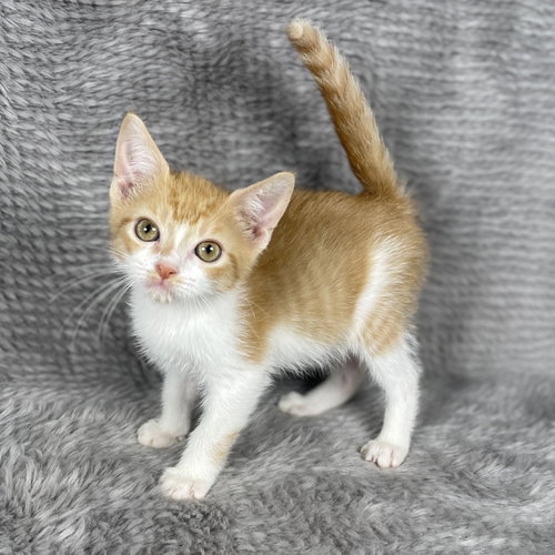 Orange Peel - Andrea foster, a cat for adoption from Pound Puppies N Kittens, Inc.