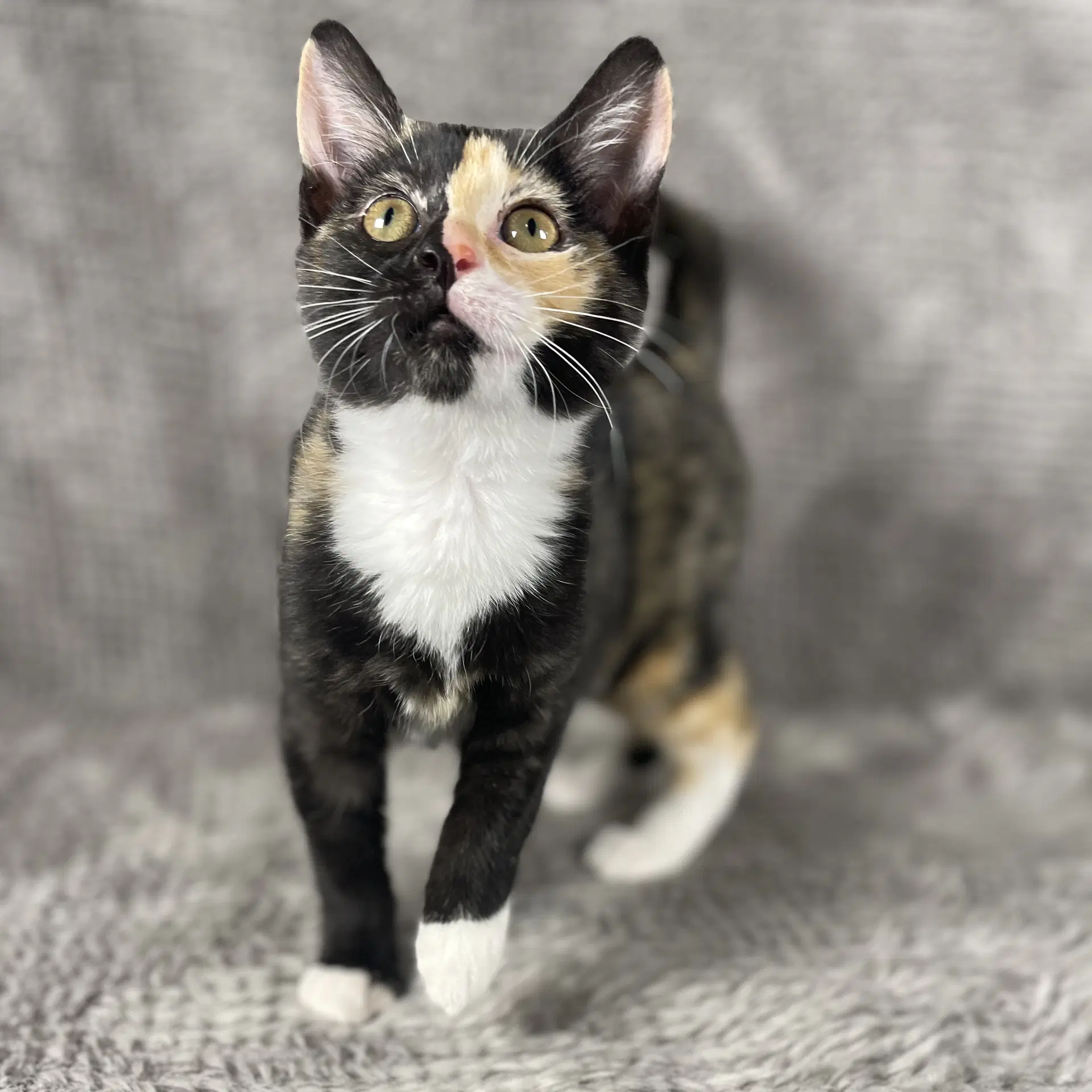 Coffeemate - Andrea Foster - Domestic Short Hair