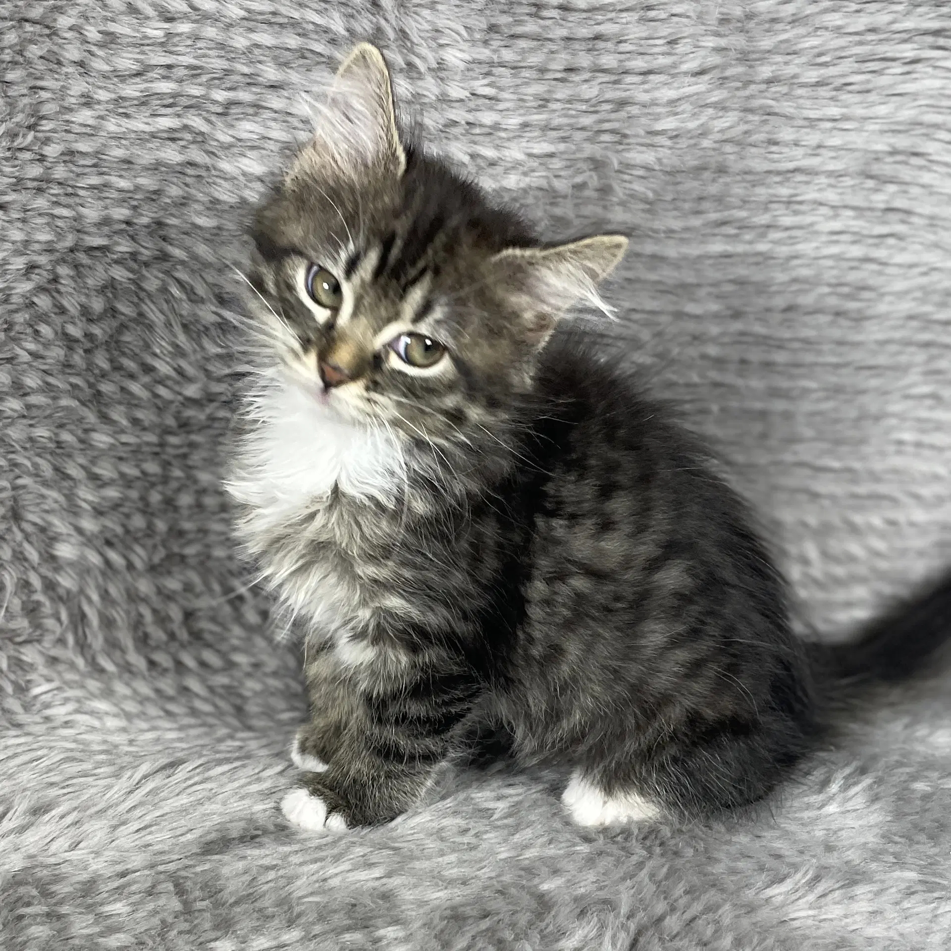 Aurora - Andrea Foster - Domestic Long Hair