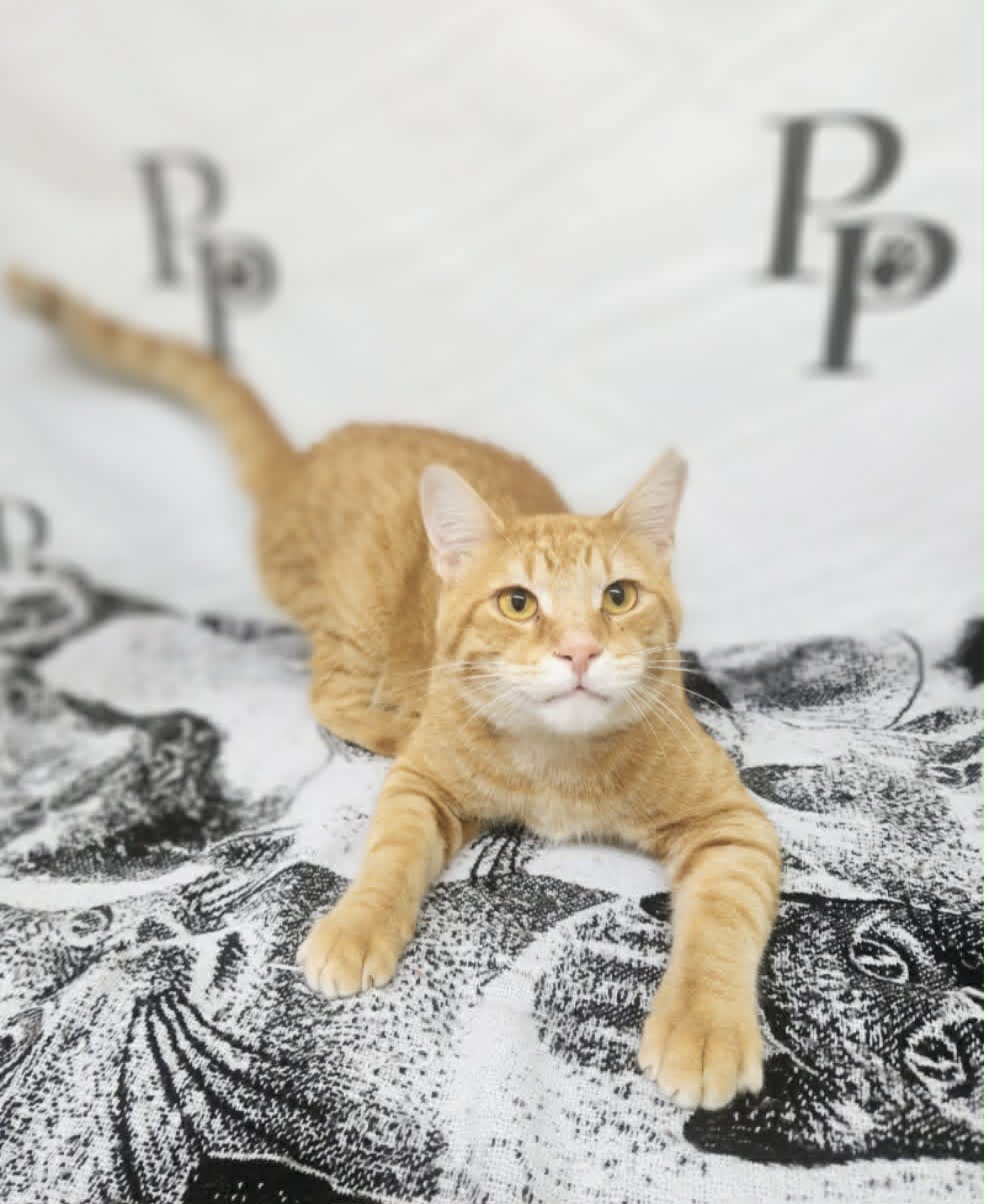 Travolta - Domestic Short Hair