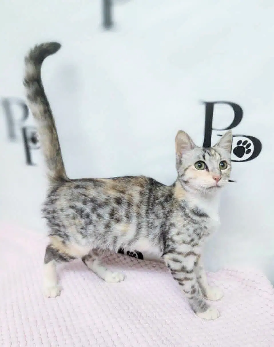 Marshmallow - Domestic Short Hair