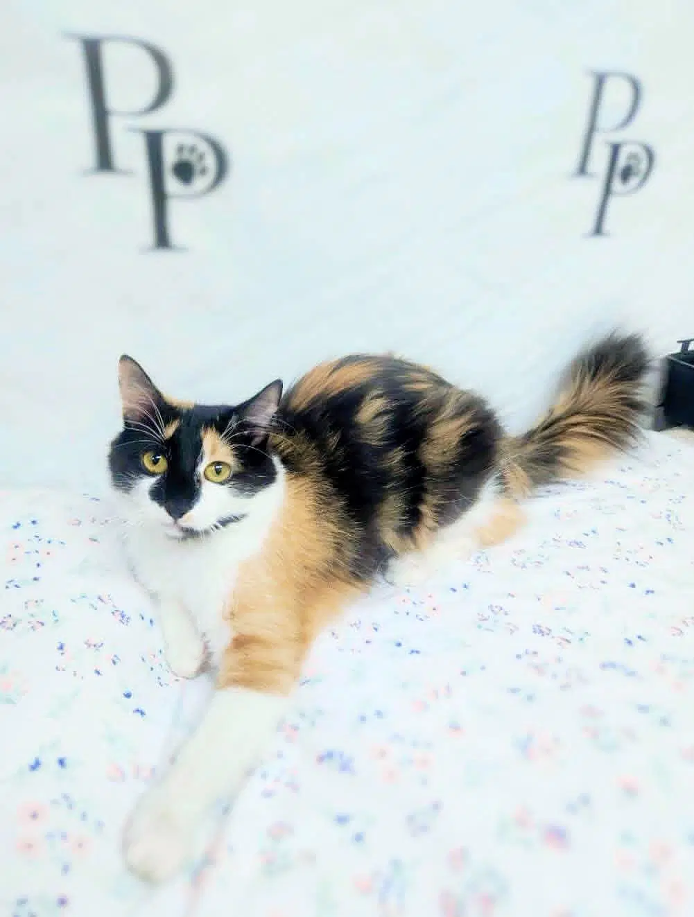 Lady Mow Mow - Domestic Long Hair