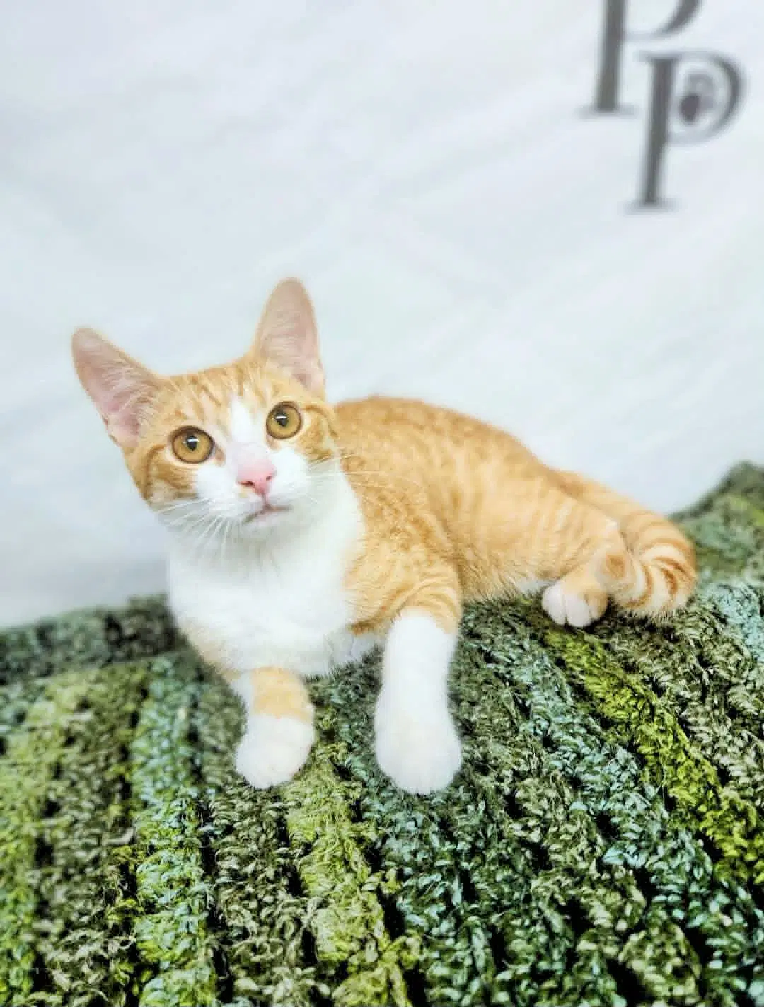 Benny - Domestic Short Hair
