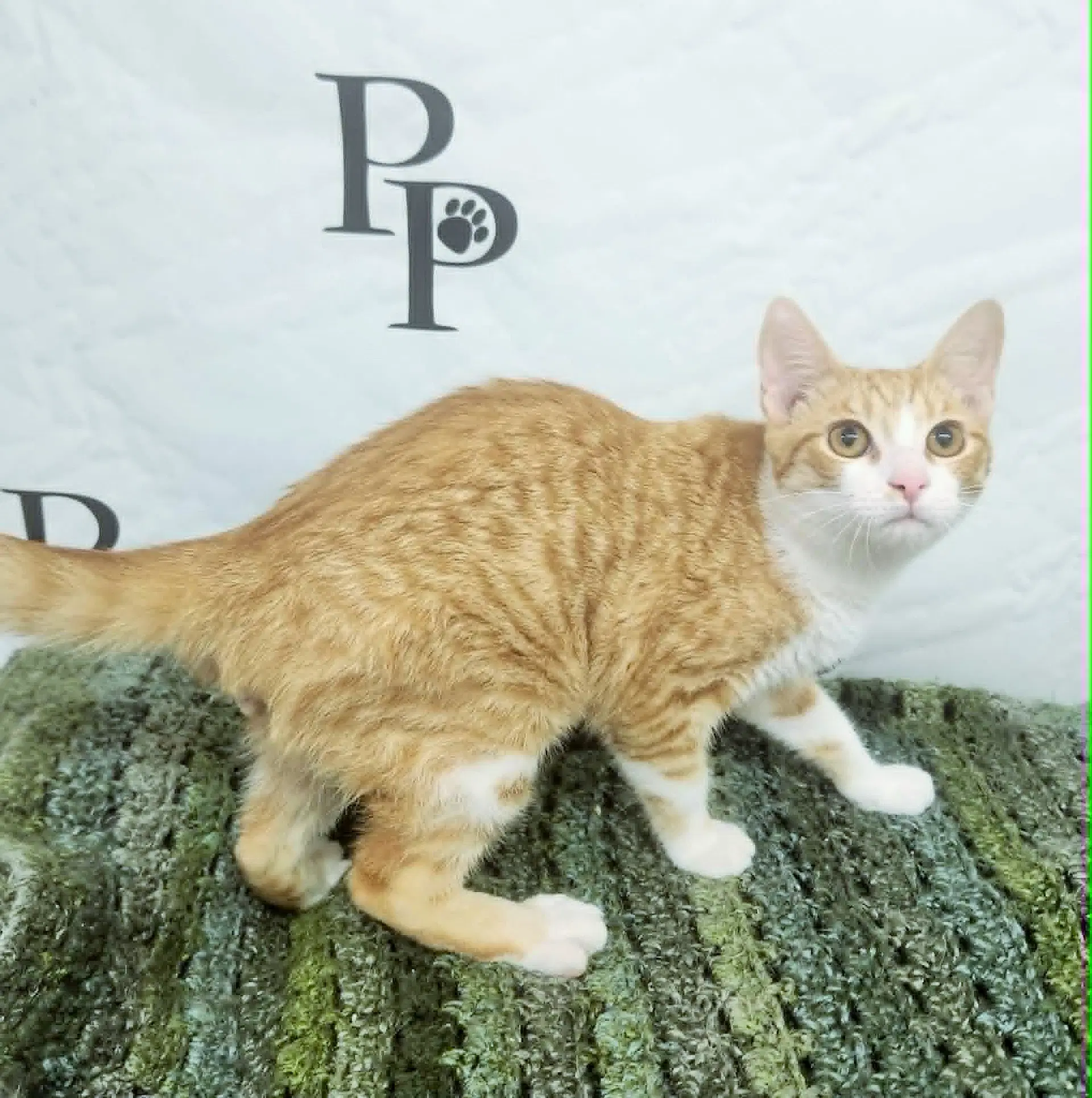 Benny image 3